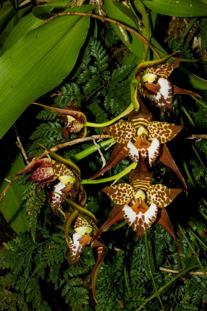 Odontoglossum cordatum (Orchidee)