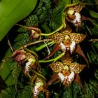 Odontoglossum cordatum (Orchidee)