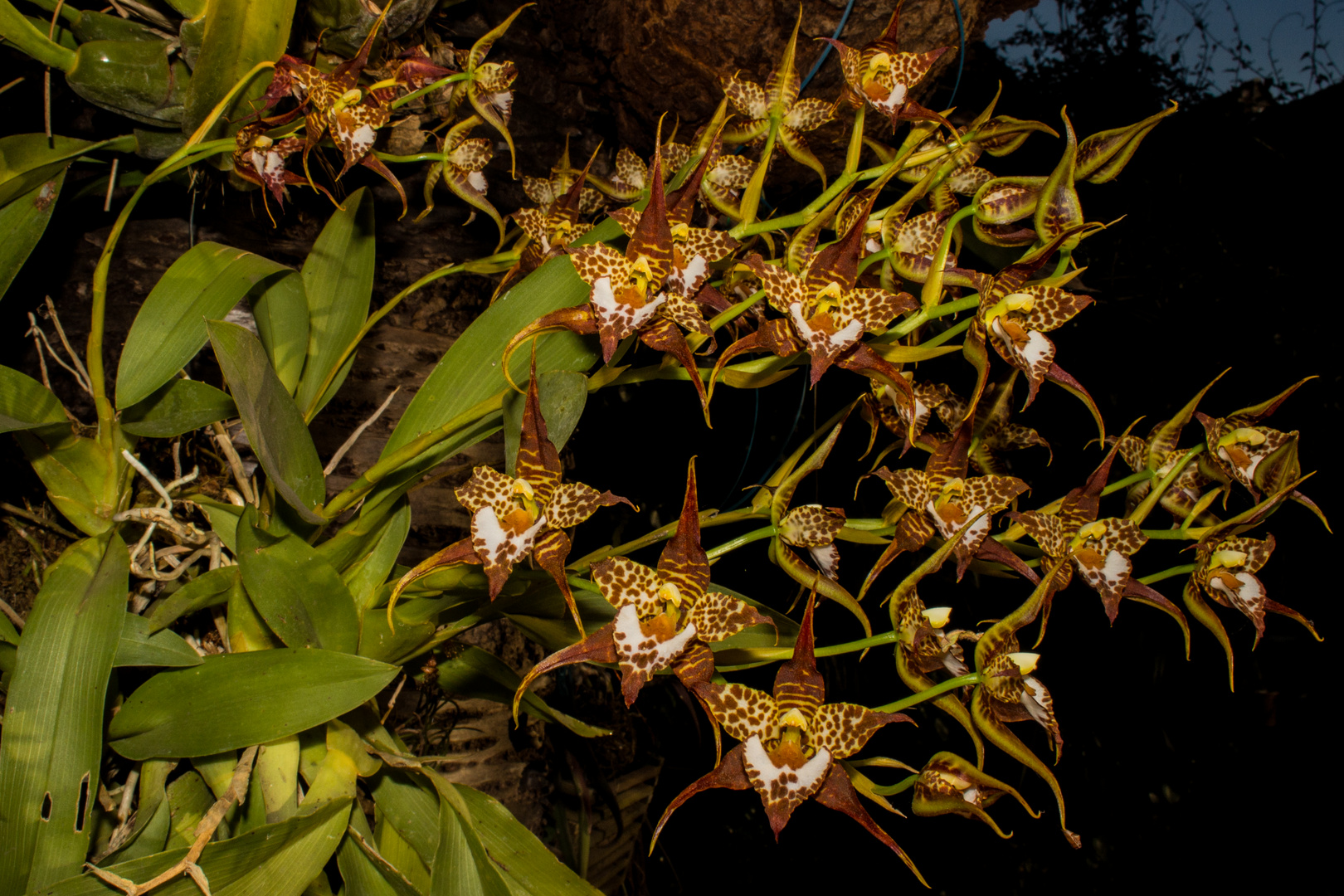 Odontoglossum cordatum (Orchidee)