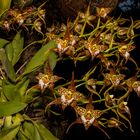 Odontoglossum cordatum (Orchidee)