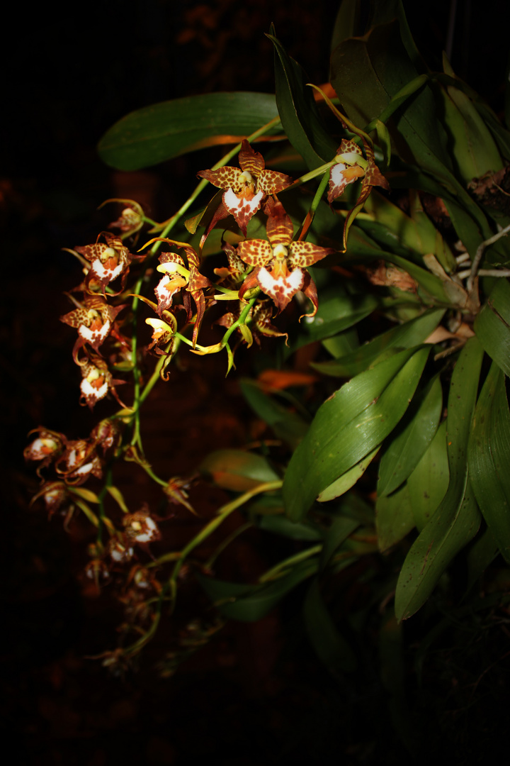 Odontoglossum cordatum, Orchidee II