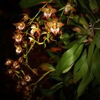 Odontoglossum cordatum, Orchidee II