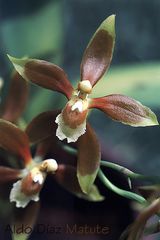 Odontoglossum Cruentum