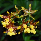 Odontoglossum