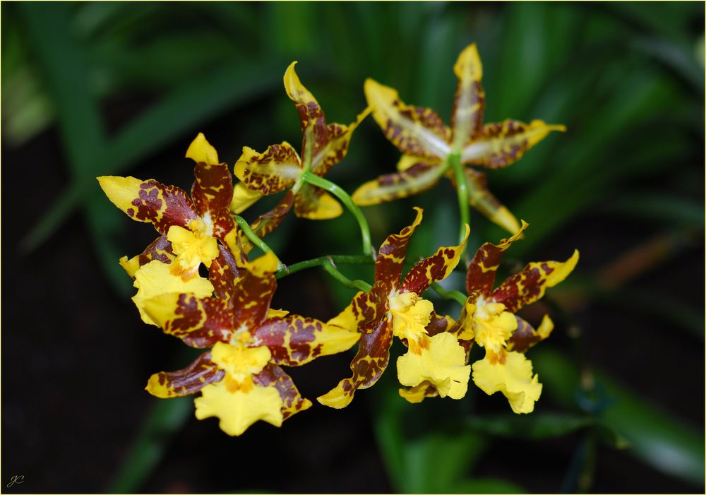 Odontoglossum