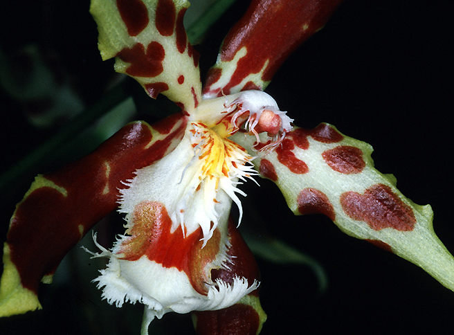 Odontoglossum