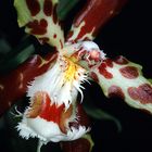 Odontoglossum