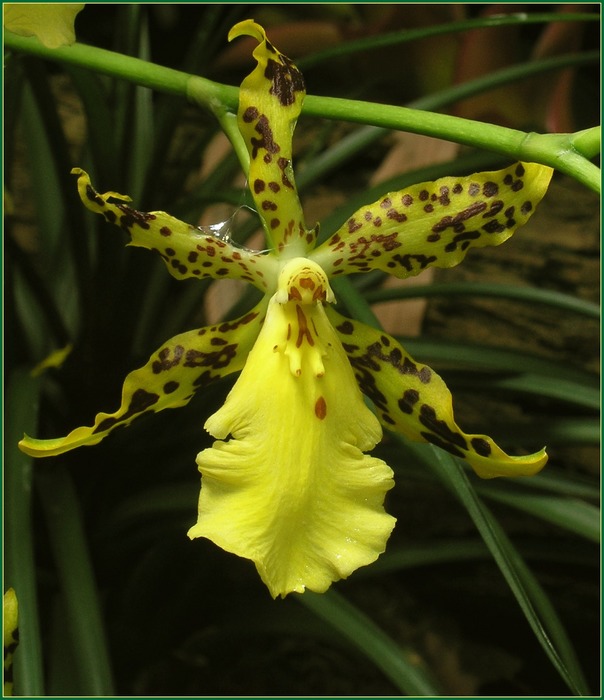 Odontoglossum