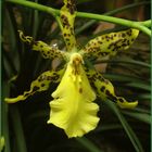 Odontoglossum