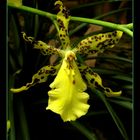 Odontoglossum - Hybride