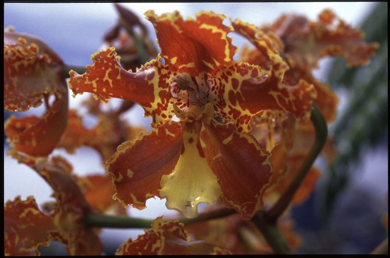 Odontoglossum spec.