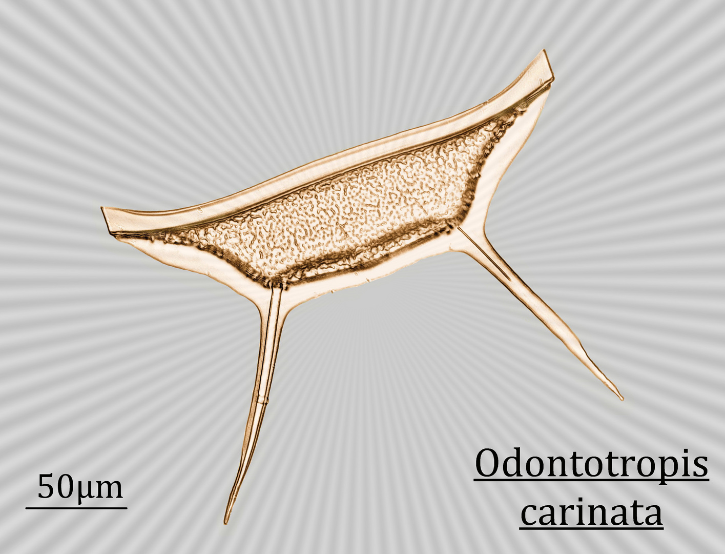 Odontotropis carinata