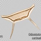 Odontotropis carinata