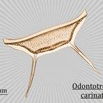 Odontotropis carinata