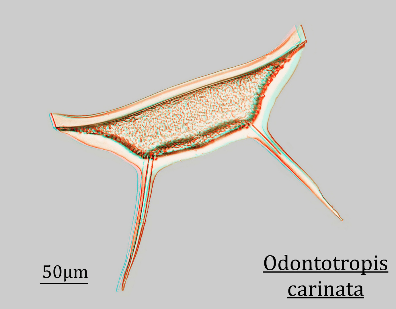 Odontotropis carinata in 3D