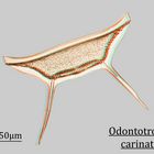 Odontotropis carinata in 3D