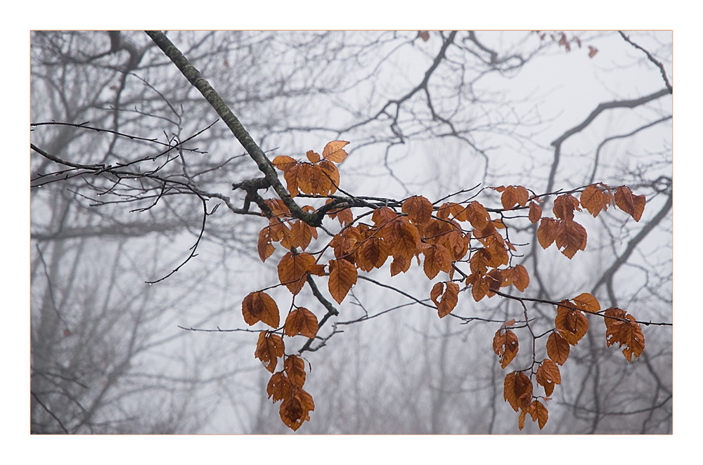 Odore d'autunno di Daniela D'Ottavi