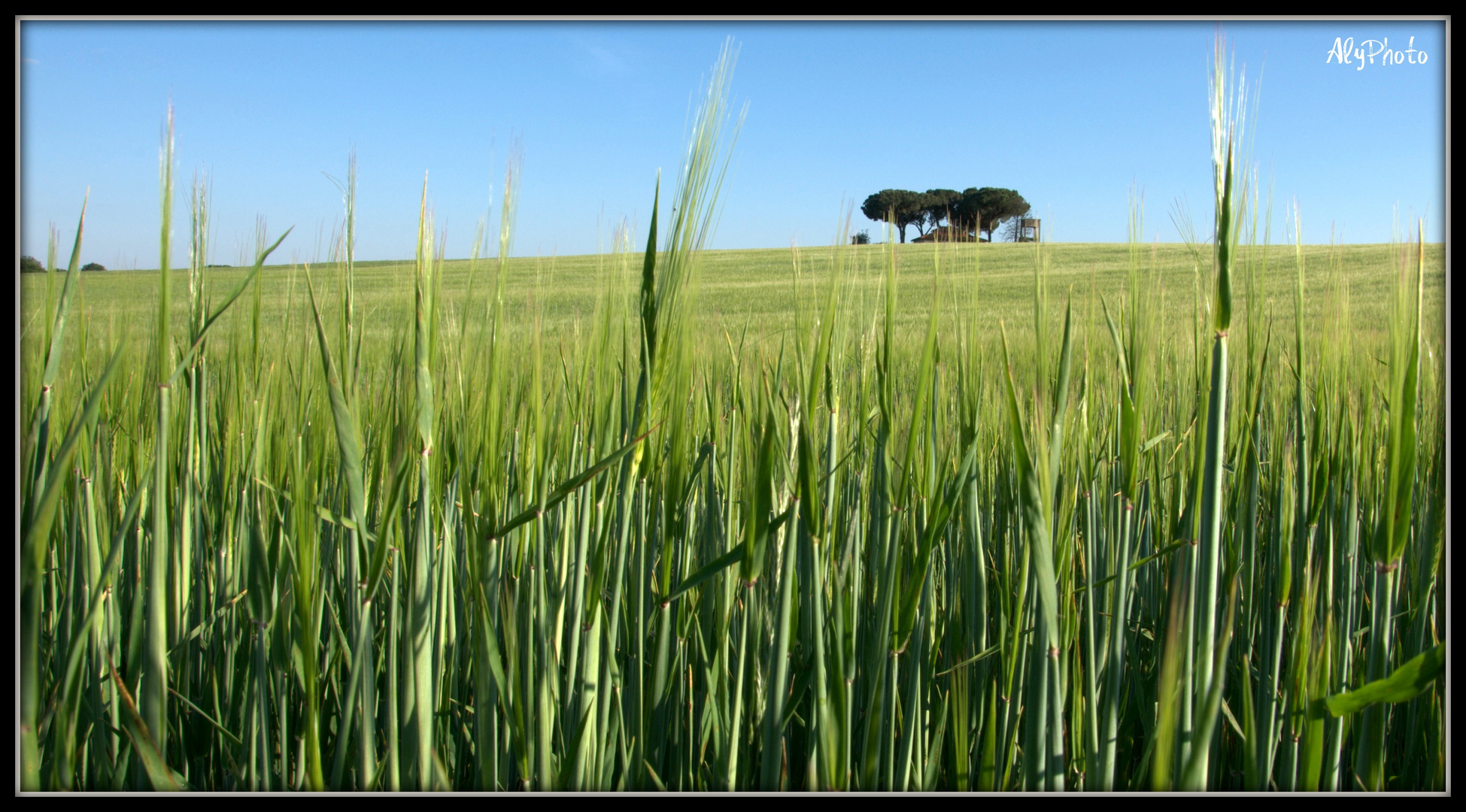 odore di grano