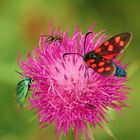 Odori e Sapori della Natura