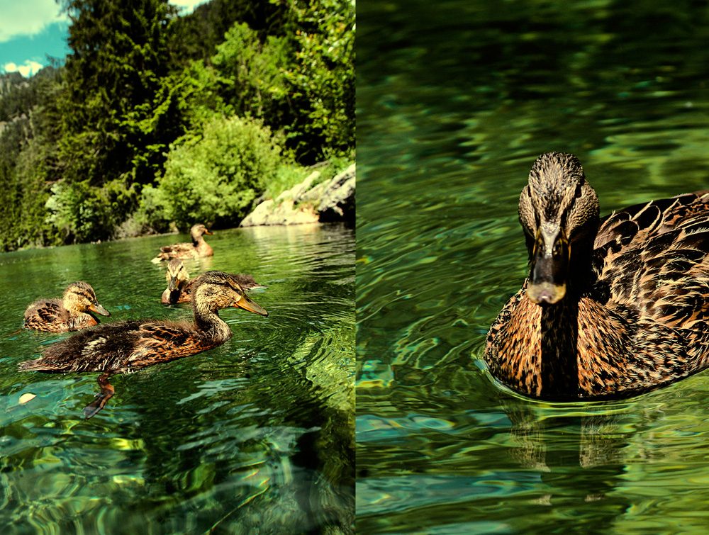 ö-ducks sind sehr zutraulich....