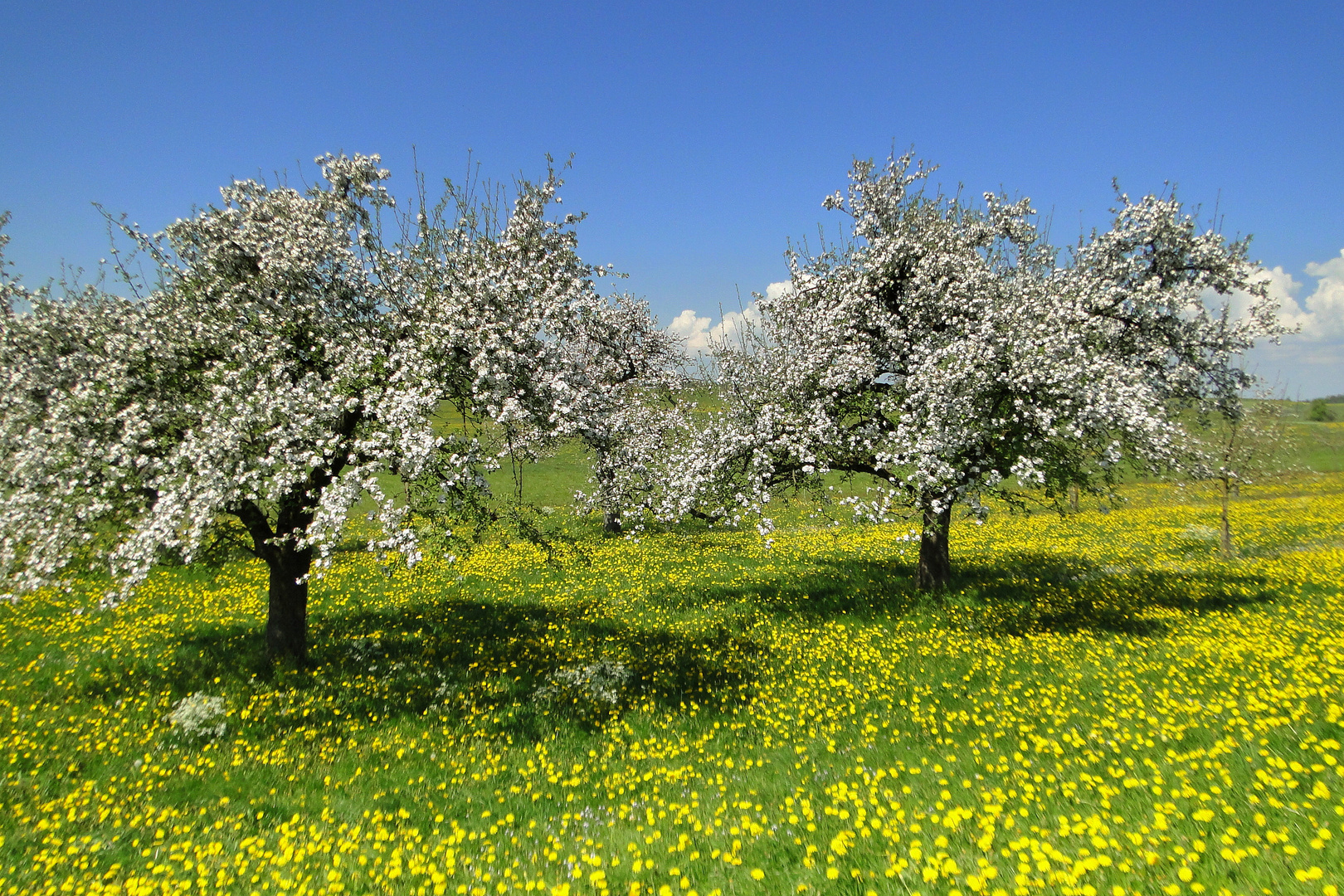 Ö p f e l b l u e s c h t im Thurgau .......