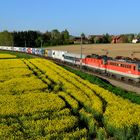 ÖBB 1142.615 Nettingsdorf