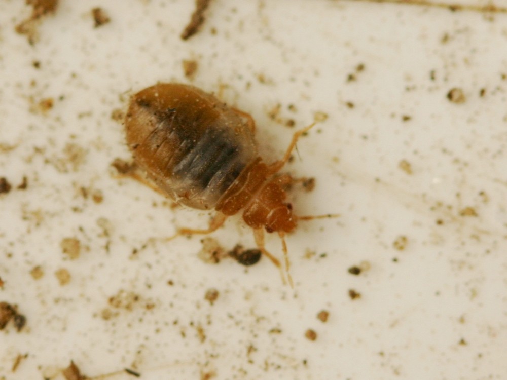 Oeciacus hirudinis 2