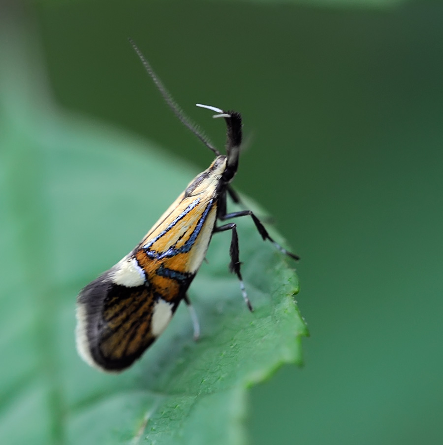 Oecophoridae, Albonia geoffrella