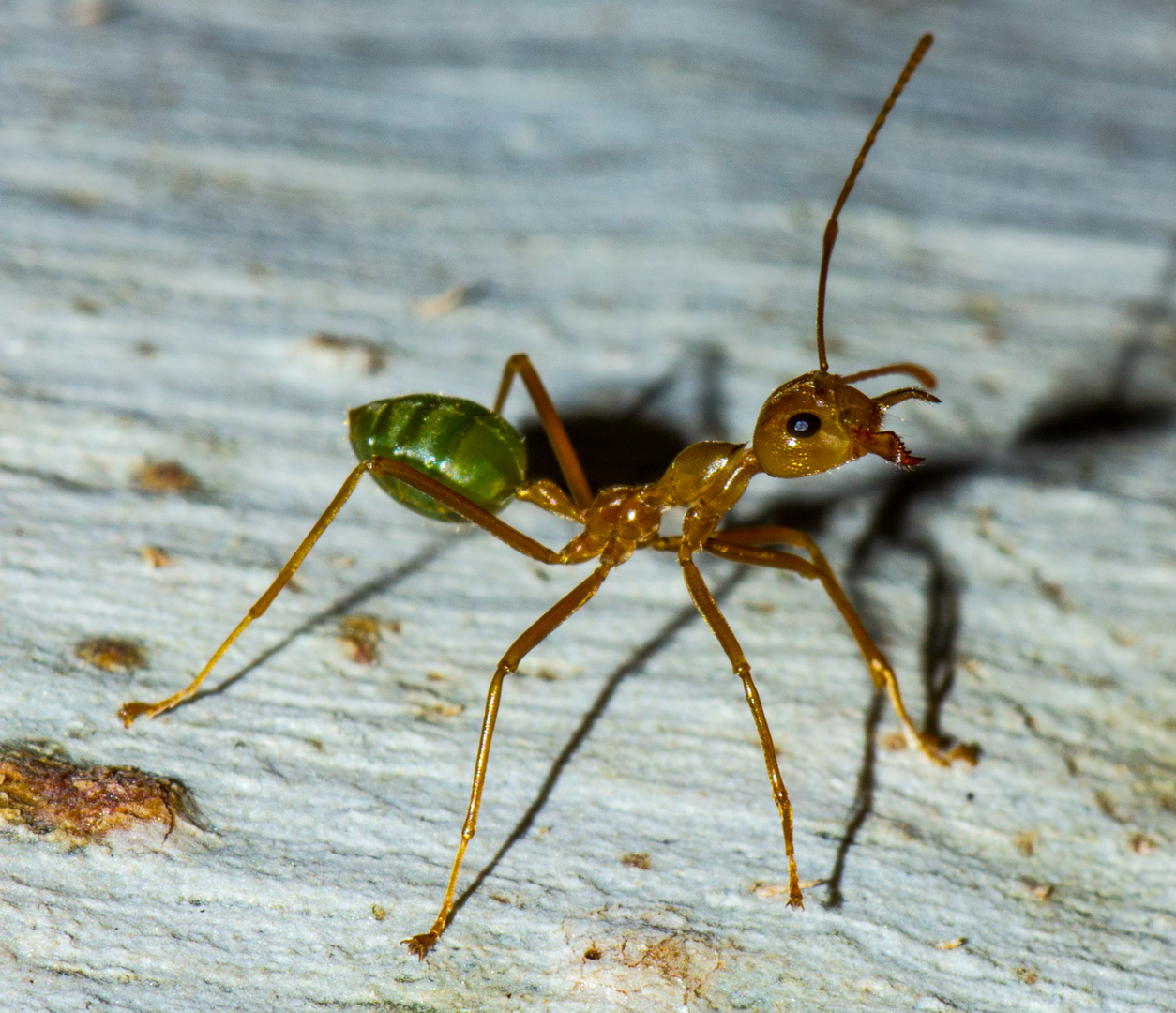 Oecophylla smaragdina