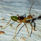 Oecophylla smaragdina