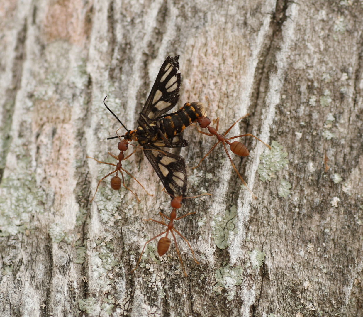 Oecophylla smaragdina