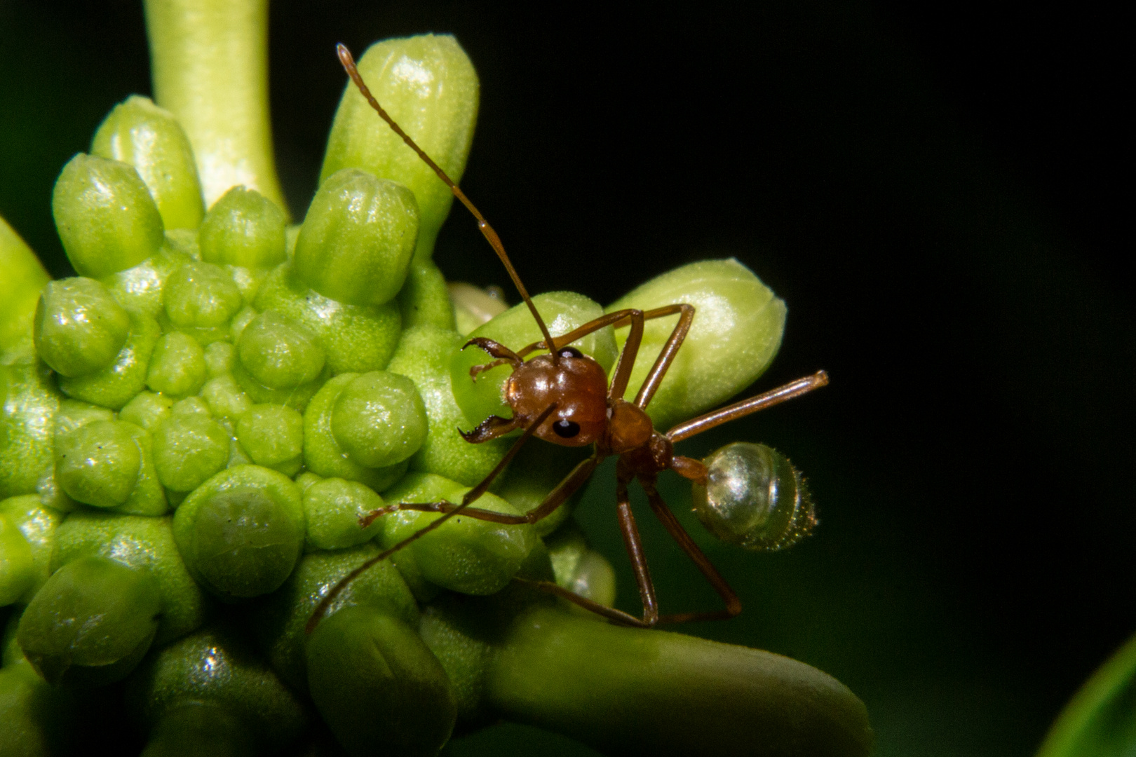 Oecophylla smaragdina