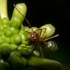 Oecophylla smaragdina