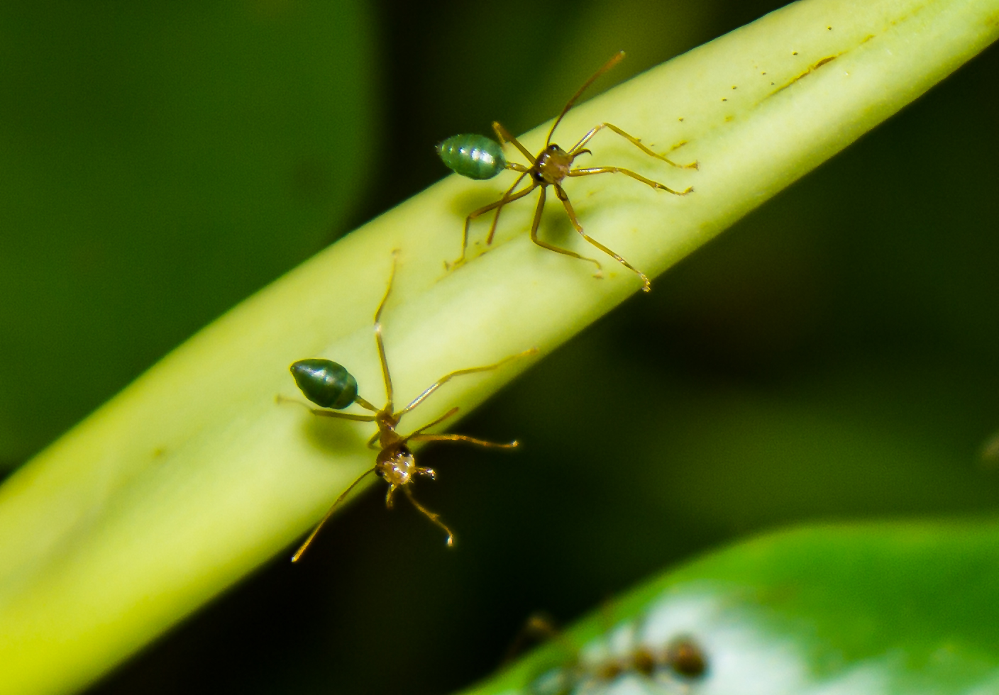 Oecophylla smaragdina Foto & Bild nah & makro, australia & oceania
