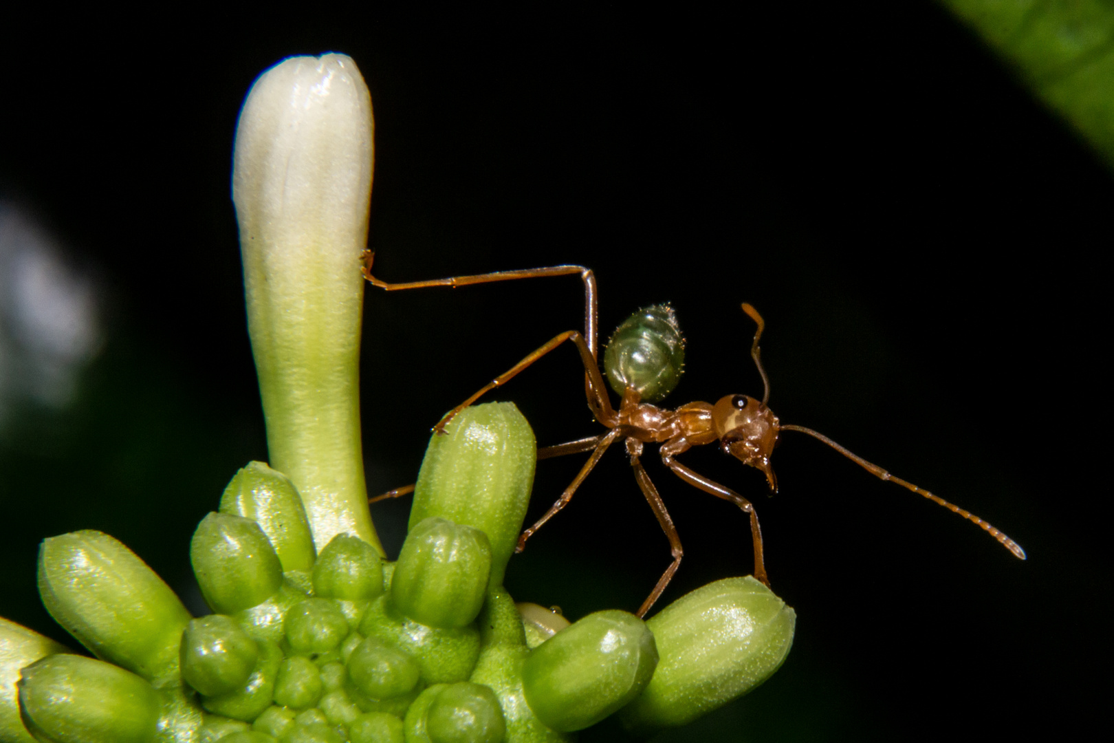 Oecophylla smaragdina