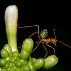 Oecophylla smaragdina