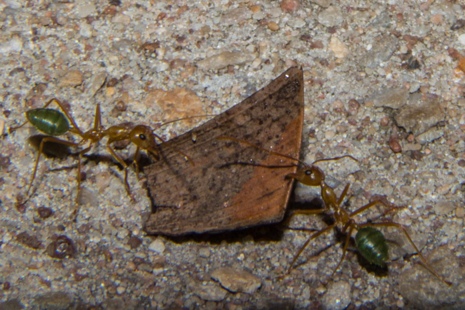 Oecophylla smaragdina