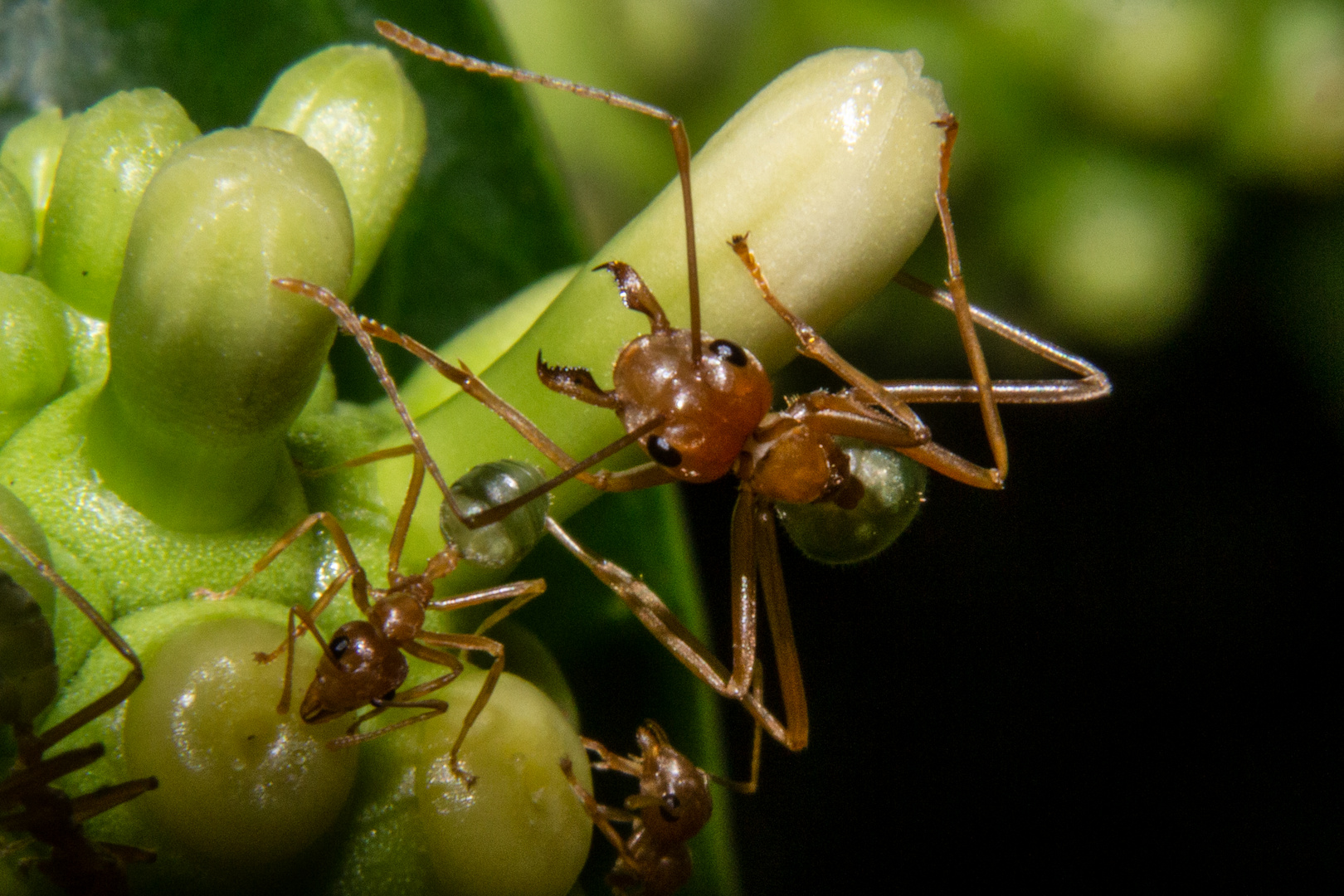 Oecophylla smaragdina Foto & Bild urlaub, fotos, australia Bilder auf