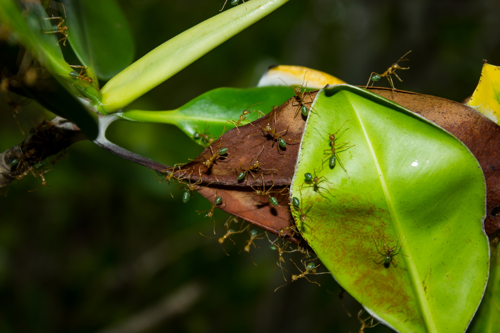 Oecophylla smaragdina