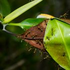 Oecophylla smaragdina