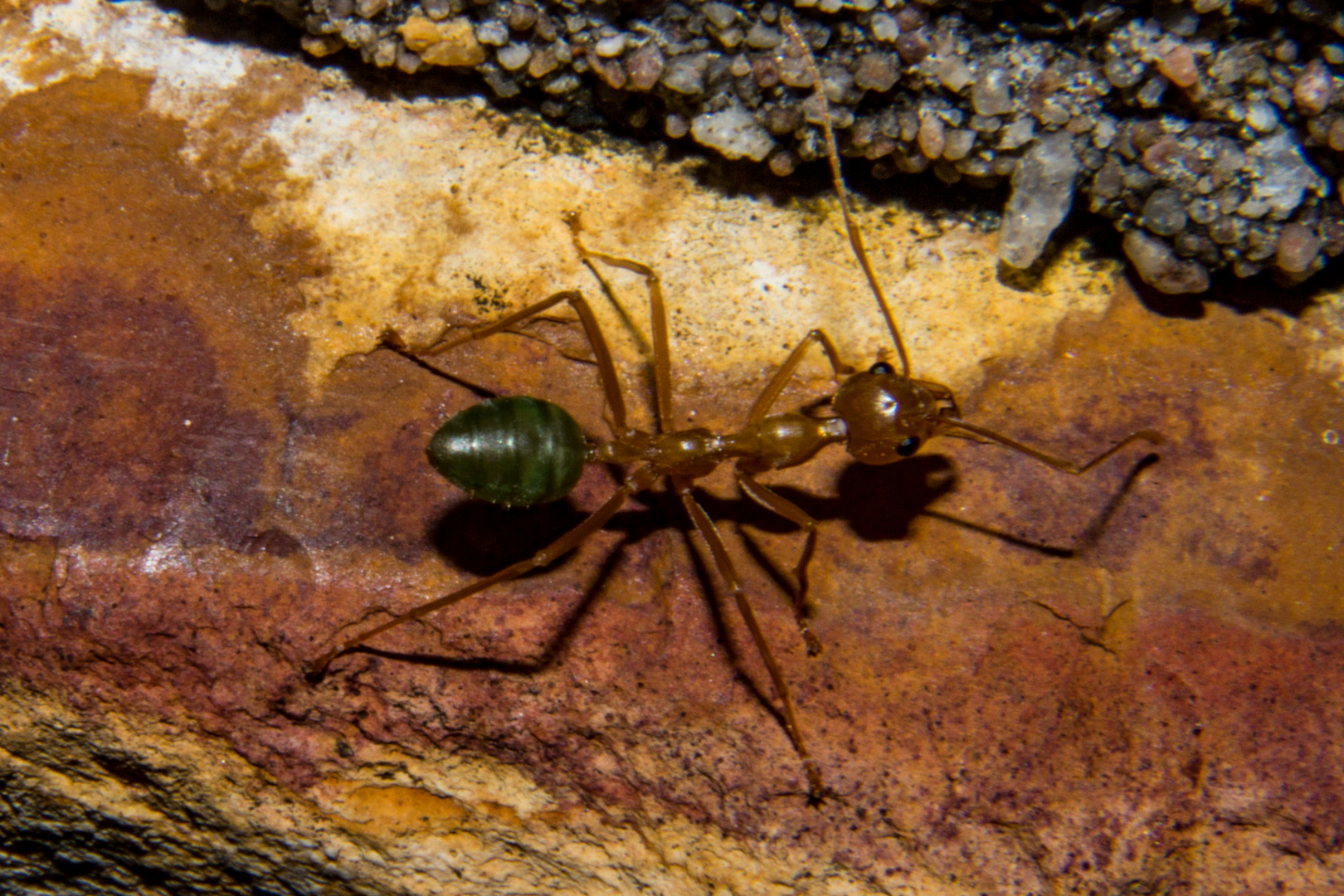 Oecophylla smaragdina