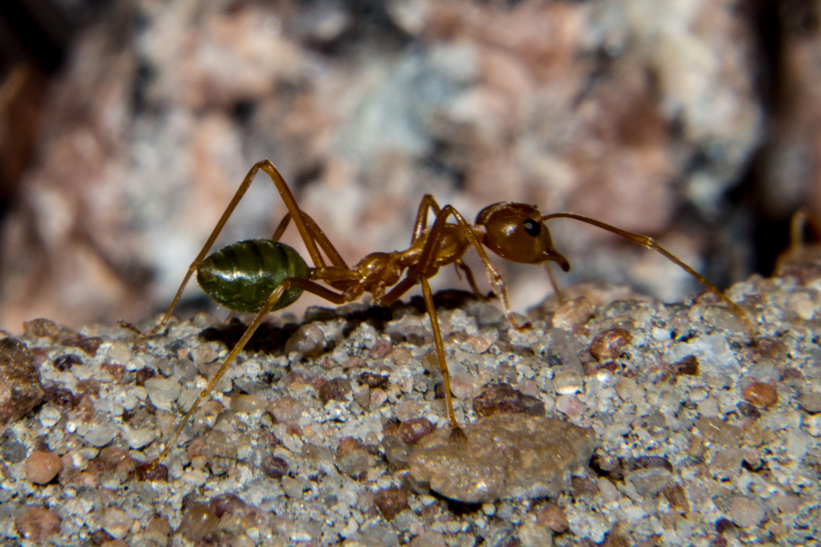 Oecophylla smaragdina