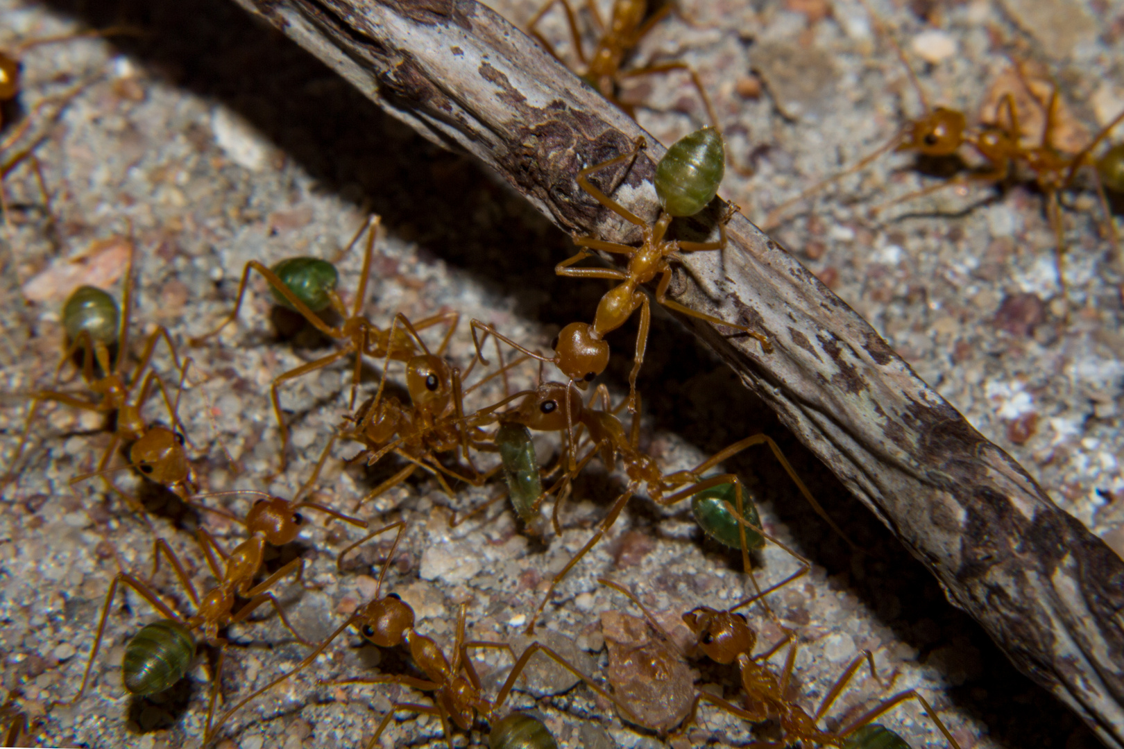 Oecophylla smaragdina