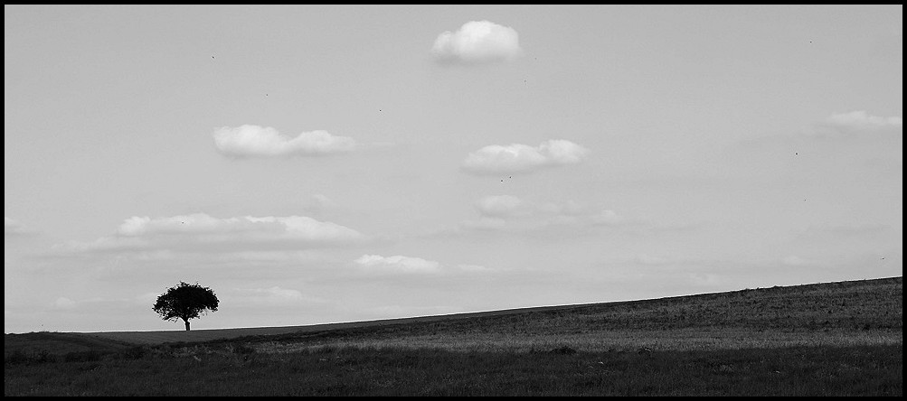 Öde Baumlandschaft