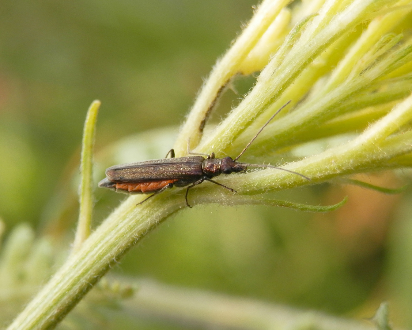 Oedemera cf. virescens