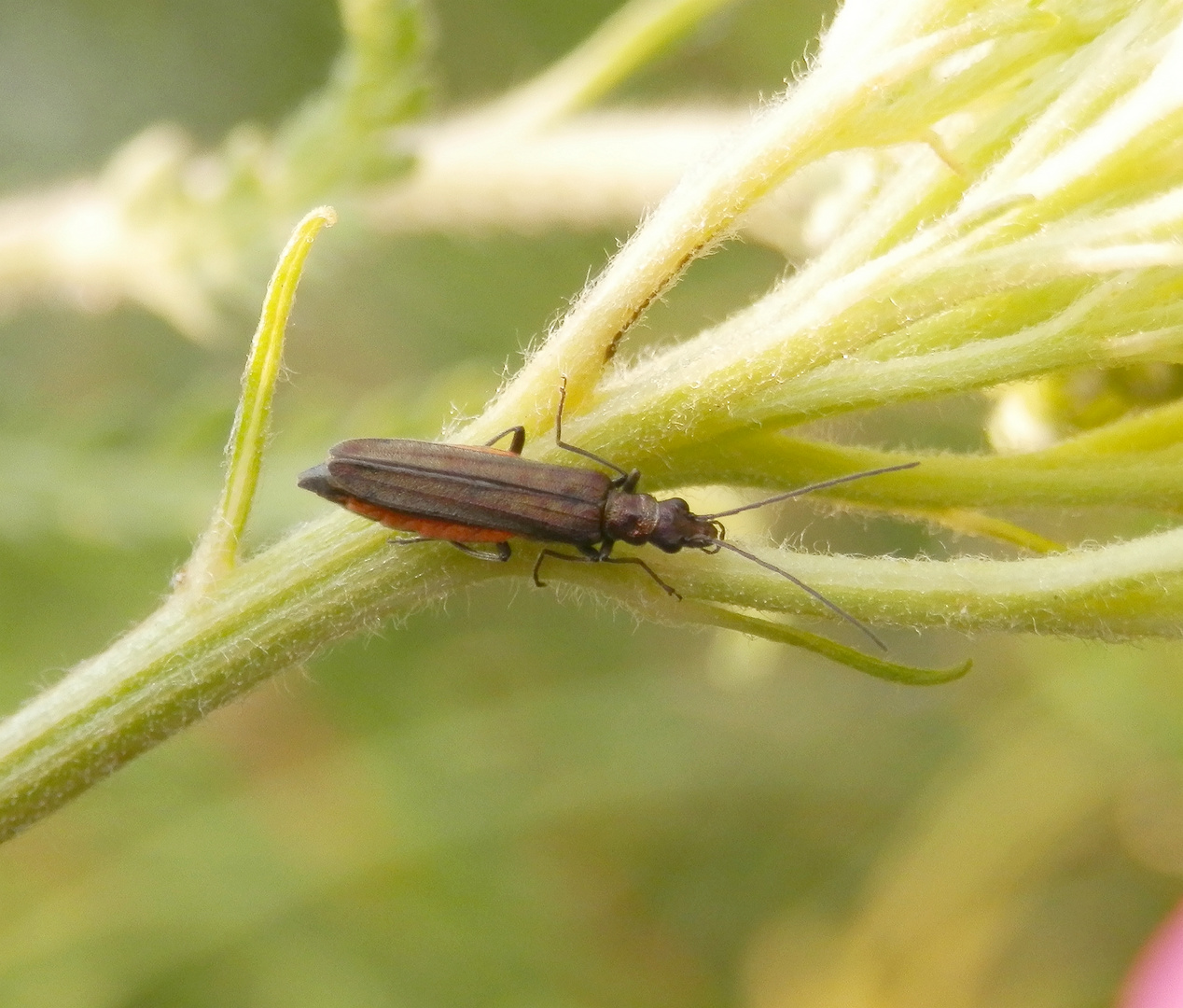 Oedemera cf. virescens auf gelber Schafgarbe