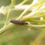 Oedemera cf. virescens auf gelber Schafgarbe