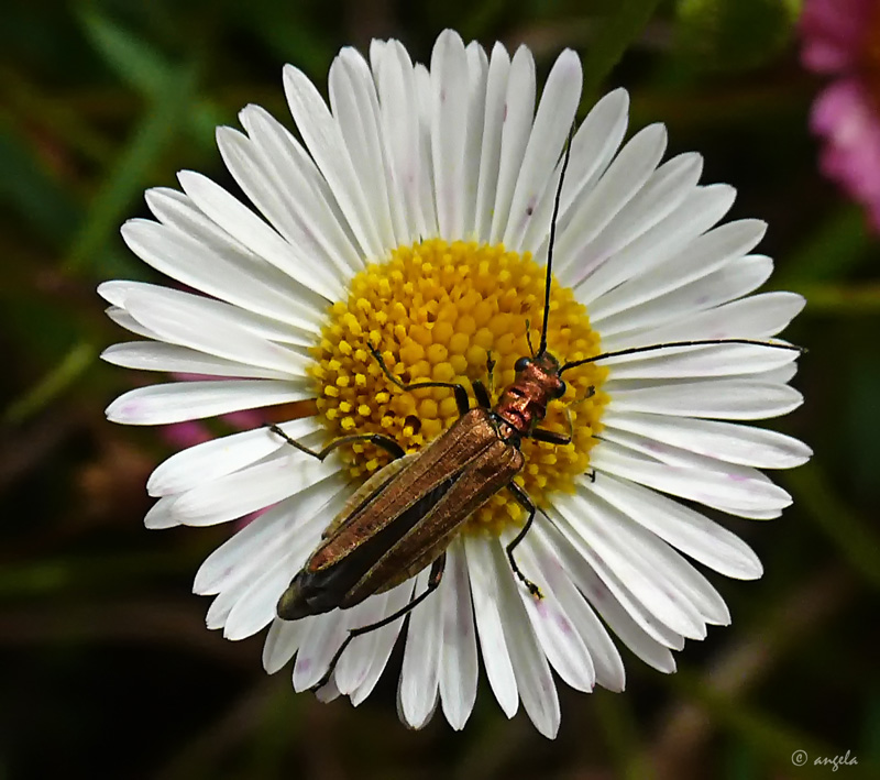 Oedemera femorata (hembra)