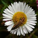 Oedemera femorata (hembra)