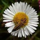 Oedemera femorata (hembra)